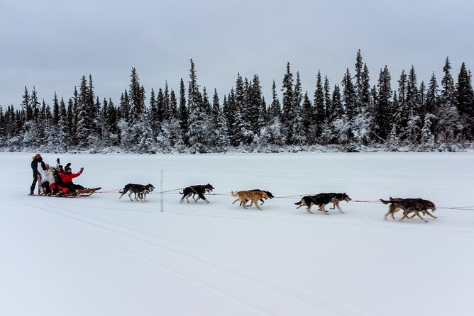 Sunrise Zen Husky Tour (10:00 to 13:00 - sitting on the sled) - What you get for $264.52