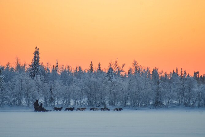 Sunrise Zen Husky Tour (10:00 to 13:00 - sitting on the sled) - Meeting the Alaskan Huskies before the ride