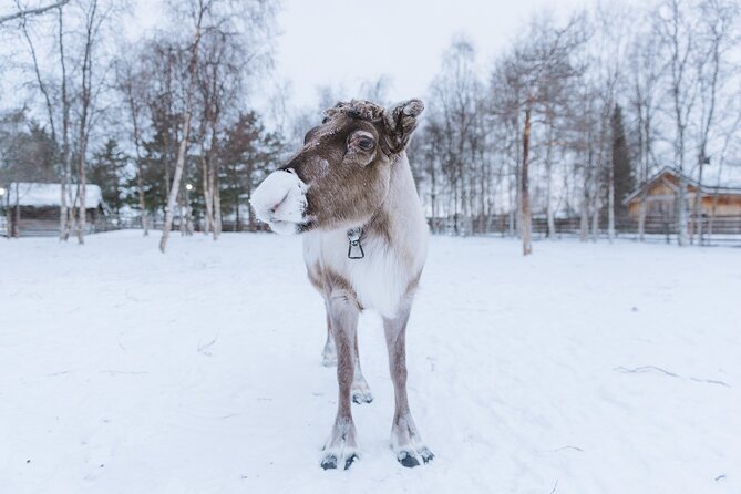 Visit the Sami and Reindeer in a Day Trip from Abisko - A warm pause inside Café Sápmi