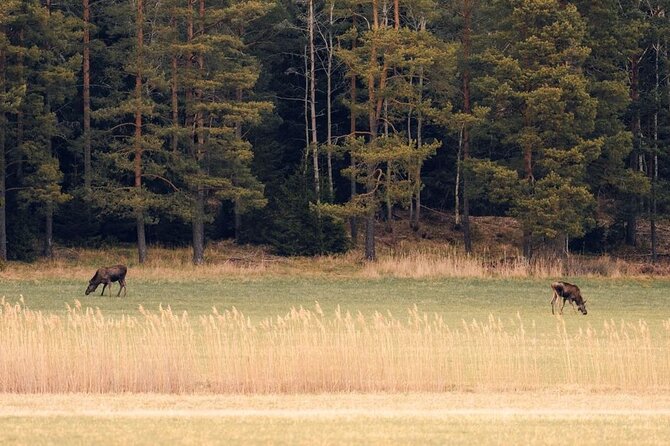 Wolf and Wildlife Tracking in Sweden - From Stockholm to Sörmlandsleden