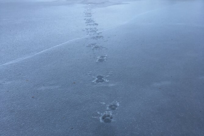Wolf and Wildlife Tracking in Sweden - The hilltop howl
