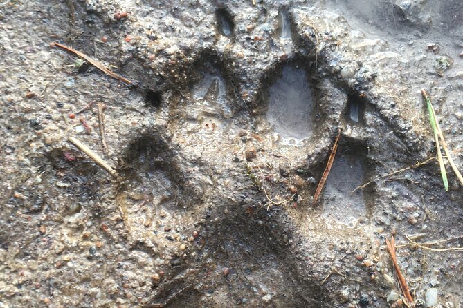 Wolf and Wildlife Tracking in Sweden - Lunch over the fire