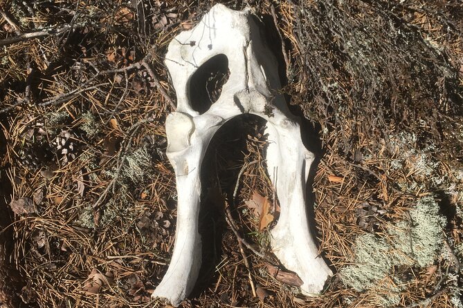 Wolf and Wildlife Tracking in Sweden - What the $215.95 price buys you