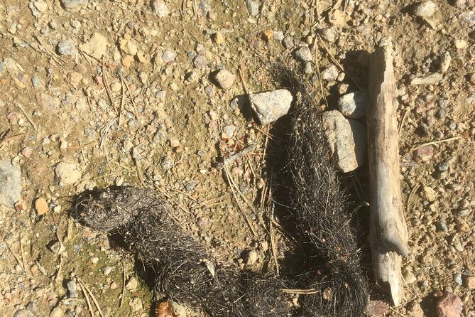 Wolf and Wildlife Tracking in Sweden - Who will enjoy this day outdoors