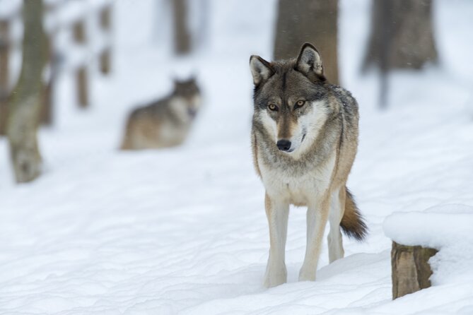 Wolf and Wildlife Tracking in Sweden - Booking details worth knowing